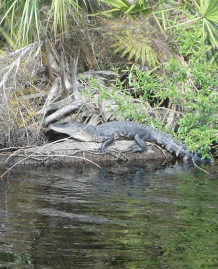 An Alligator perched off Myakka River. Photo by Beth Luberecki.