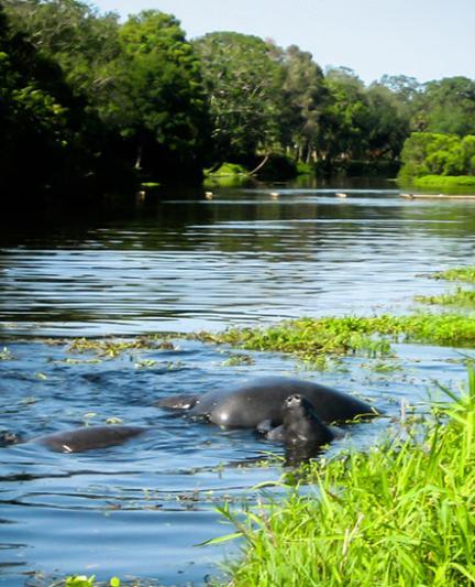 Manatees Mating on Phillippi Creek by Liz Sandburg