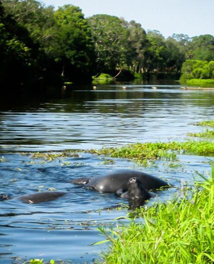 Manatees Mating on Phillippi Creek by Liz Sandburg