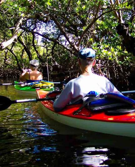 Mangrove Tunnel