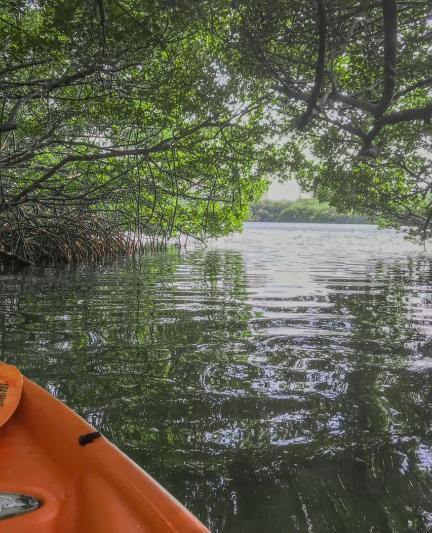 Kayaking Lido Mangrove Tunnels