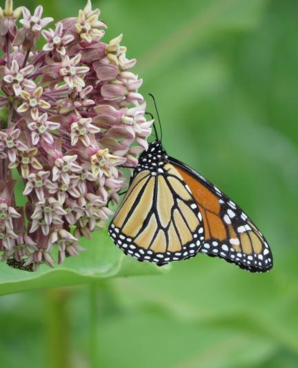 Monarch on milkweed