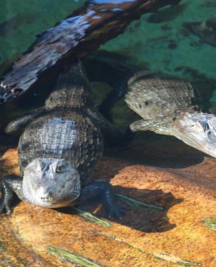 Alligators at Mote Marine Laboratory & Aquarium