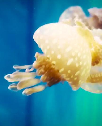 MoteMarineVideoThumb-072015_0.jpg