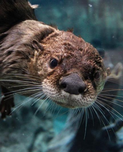 Otters at Mote Marine Laboratory & Aquarium