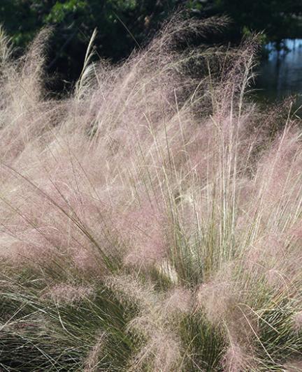 Muhly Grass. Photo credit: Robin Draper.