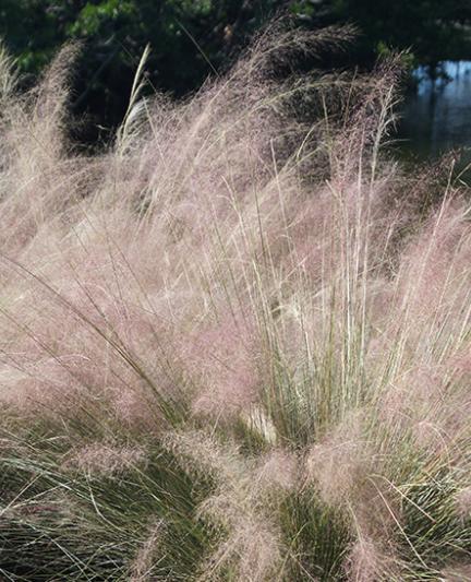 Muhly Grass. Photo credit: Robin Draper.