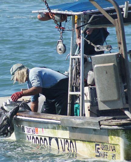 Mullet fisherman hauling in mullet. Photo by Robin Draper.