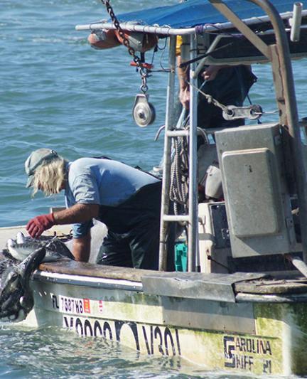 Mullet fisherman hauling in mullet. Photo by Robin Draper.