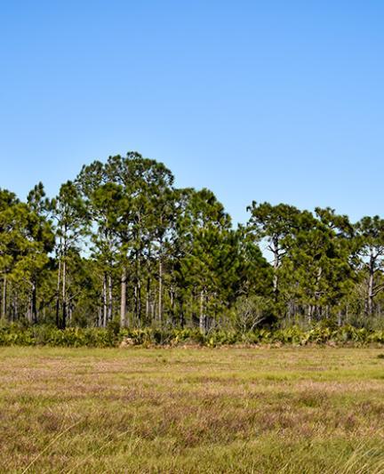 Myakka Forest