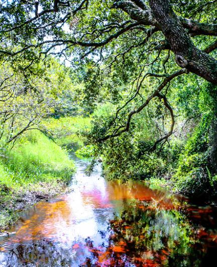 Myakkahatchee Environmental Park