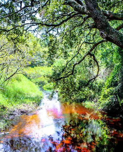 Myakkahatchee Environmental Park