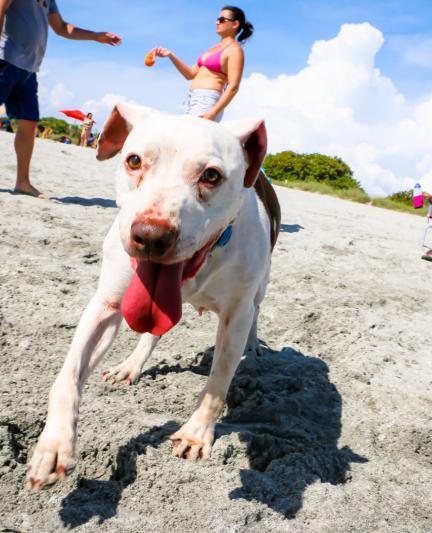 Brohard Beach Paw Park