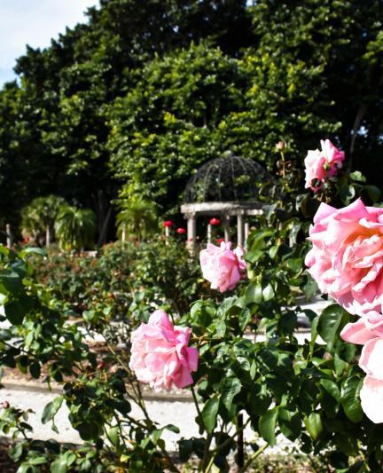 Mabel Ringling Rose Garden, The Ringling