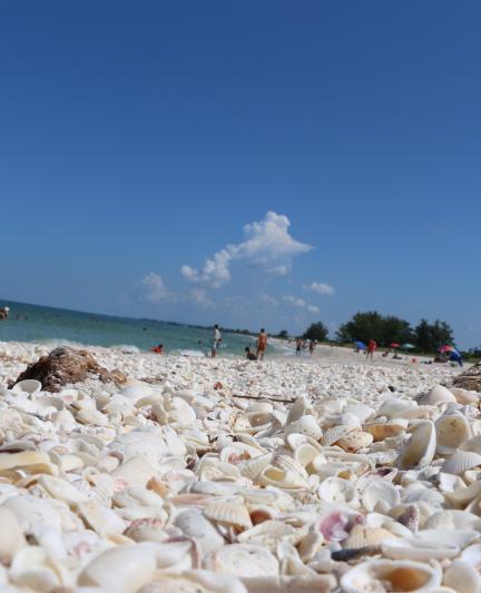 Shell combing on Nokomis Beach