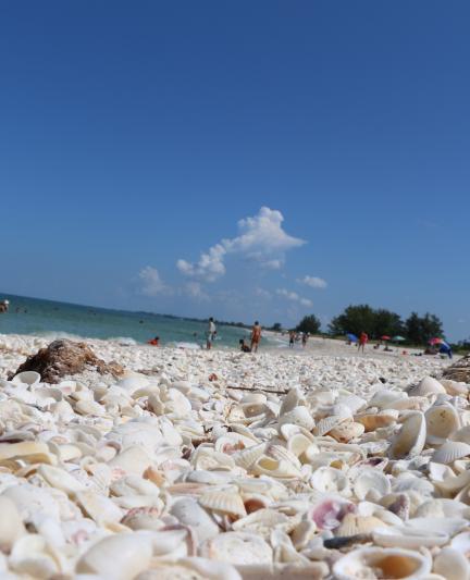 Rake through the shells and find the perfect one at Nokomis Beach
