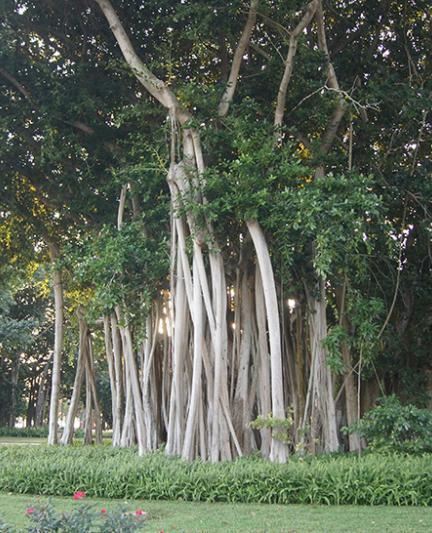 Banyan Trees at The Ringling.  Photo Credit: Robin Draper.