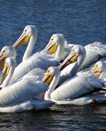 White Pelicans.  Photo Credit: Robin Draper