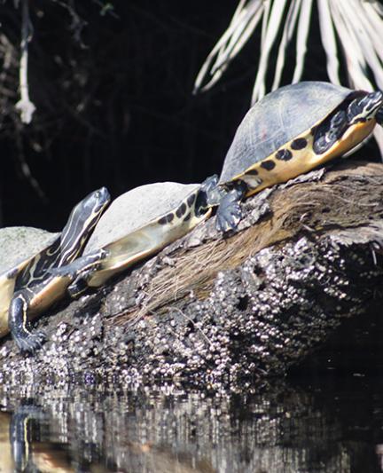 Turtles on a log at Snook Haven.  Photo credit: Robin Draper