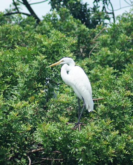 Venice Audobon Rookery.  Photo credit: Robin Draper.