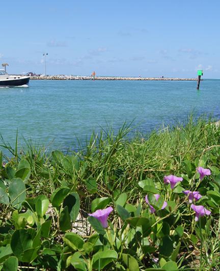 Venice Jetties.  Photo credit: Robin Draper.