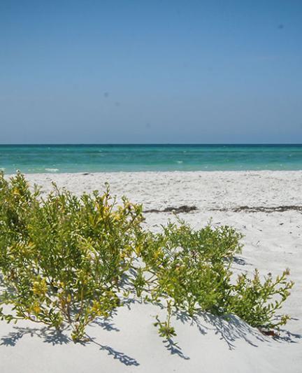 Lido Beach South. Photo Credit: Robin Draper.