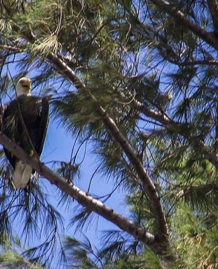 A bald eagle at Lido Beach. Photo Credit: Robin Draper.