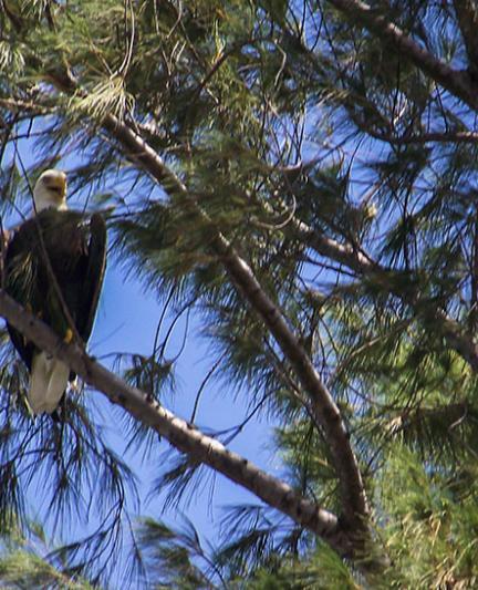 A bald eagle at Lido Beach. Photo Credit: Robin Draper.