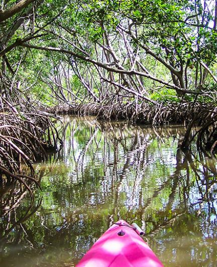 Lido Key Mangrove Tunnel. Photo Credit: Robin Draper.