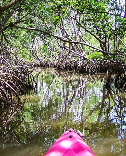 Lido Key Mangrove Tunnel. Photo Credit: Robin Draper.