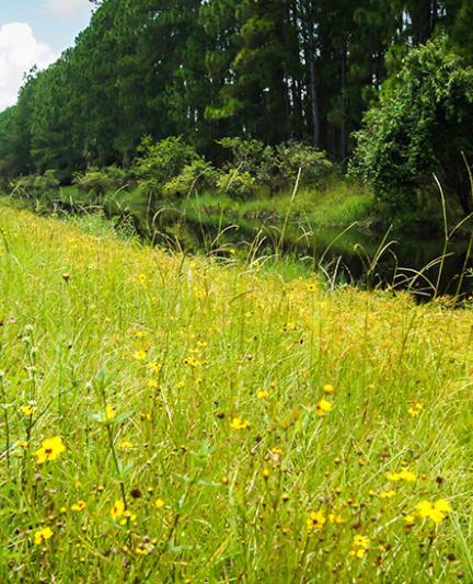 Estate Road Canal. Photo Credit: Robin Draper