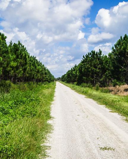 Myakka State Forest. Photo Credit: Robin Draper
