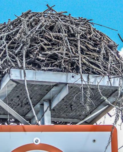 Photo of a Osprey nest in Englewood. Photo credit: Robin Draper