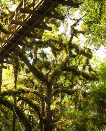 Myakka River State Park - canopy bridge. Photo credit: Robin Draper.