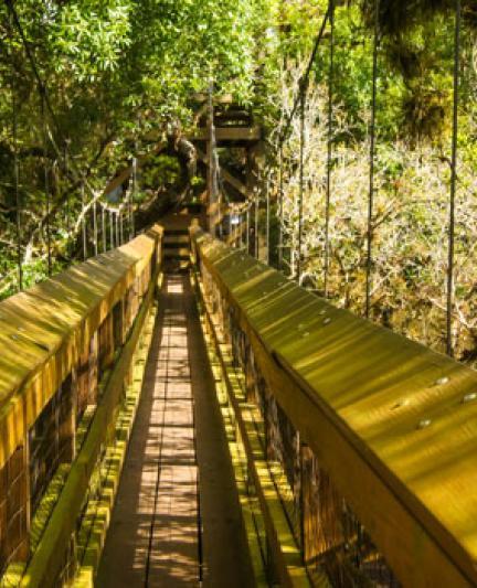 Myakka River State Park - canopy walk. Photo credit: Robin Draper.