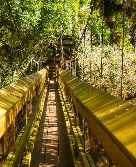 Myakka State Park's Canopy Tree Walkway