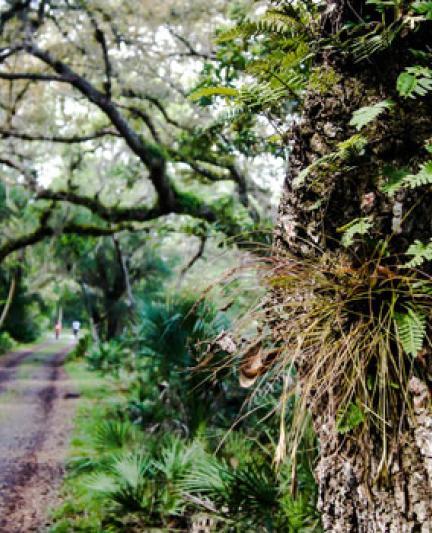 Myakka River State Park - hiking trails. Photo credit: Robin Draper.