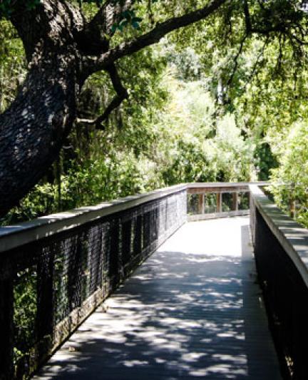 Urfer Park Boardwalk. Photo credit: Robin Draper.