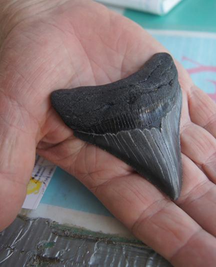 Megalodon shark tooth, Venice, Florida (Photo: Authentic Florida)