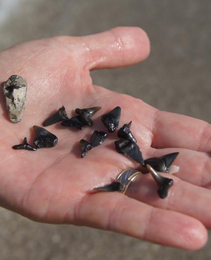 Shark's Teeth Hunting