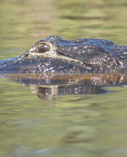 Alligator head peeking above water Photo credit: Robin Draper