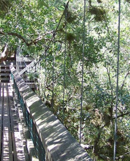 Myakka Canopy. Photo credit: Robin Draper