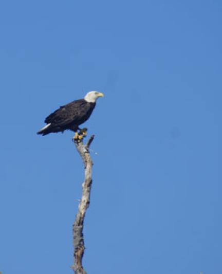 Myakka Osprey. Photo credit: Robin Draper