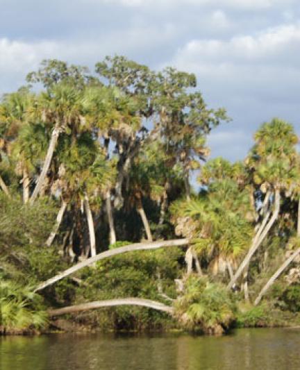 Myakka River State Park