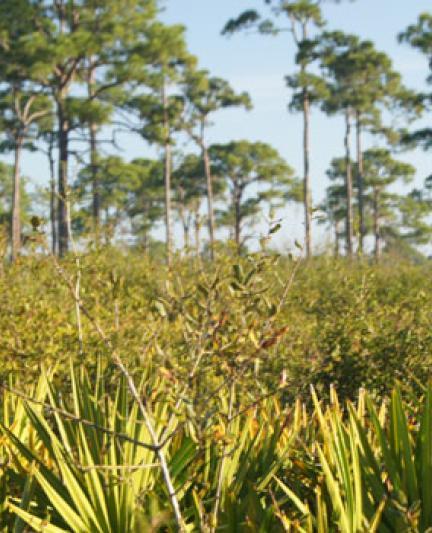 Oscar-Scherer: Scrubby Pine Flatwoods. Photo credit: Robin Draper