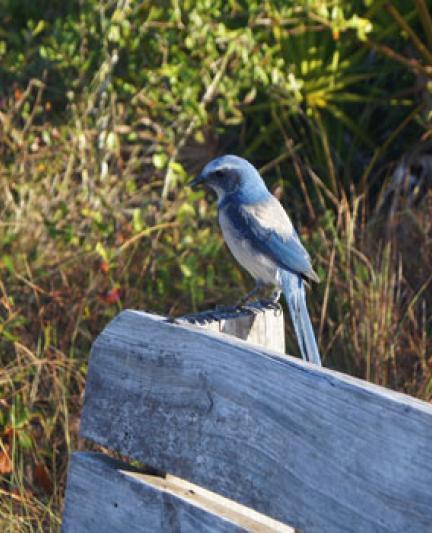 Oscar- Scherer: ScrubJay. Photo credit: Robin Draper