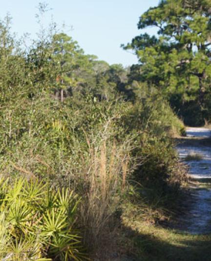 Oscar-Scherer: Trail. Photo credit: Robin Draper