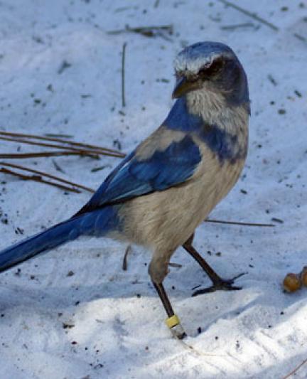 Scrub Jay at Oscar Scherer State Park. Photo Credit: Robin Draper