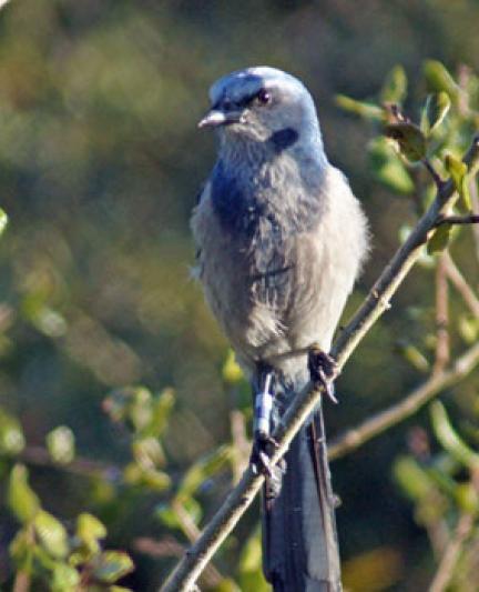 Oscar-Scherer: Scrubjay. Photo credit: Robin Draper