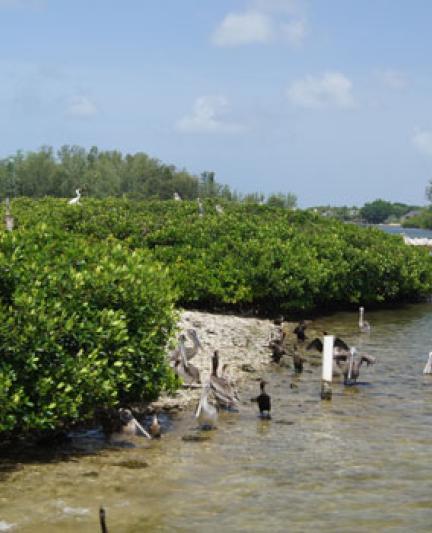 Bird Rookery Close Up - Sarasota Bay Explorers. Photo Credit: Robin Draper